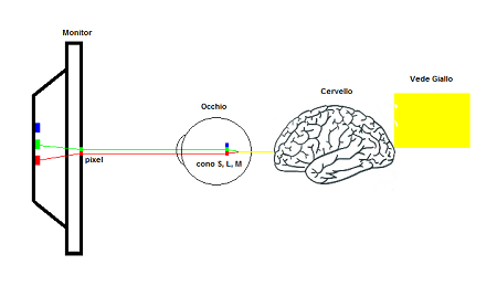 Fotoreceptors